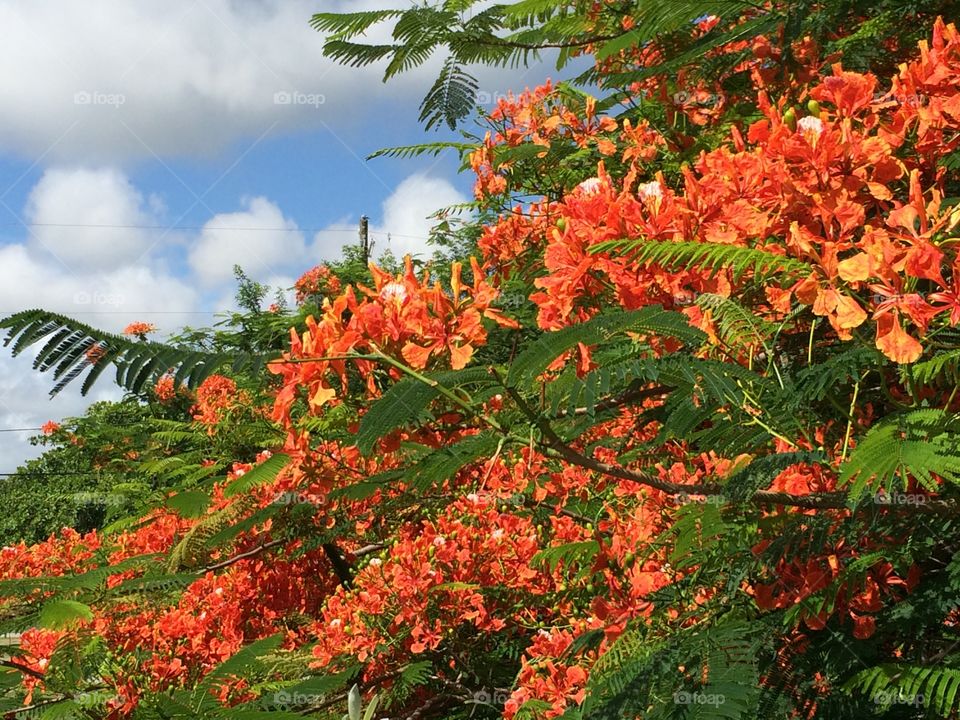 Tree branches with bright orange flowers