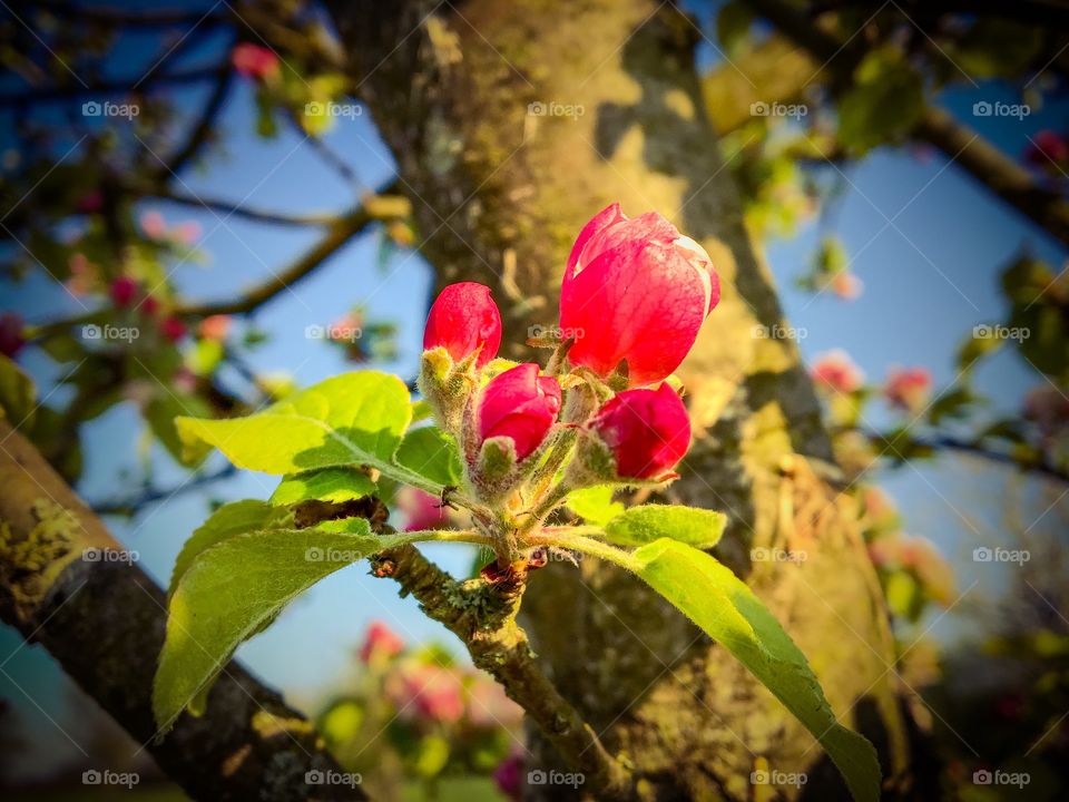 Apple Tree Blooming 