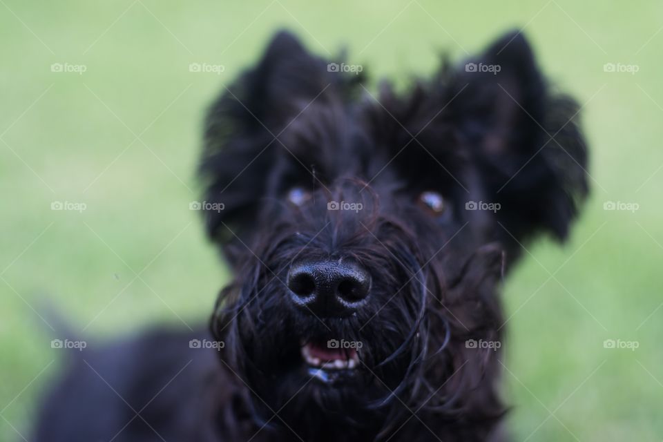 Scottish Terrier in the yard