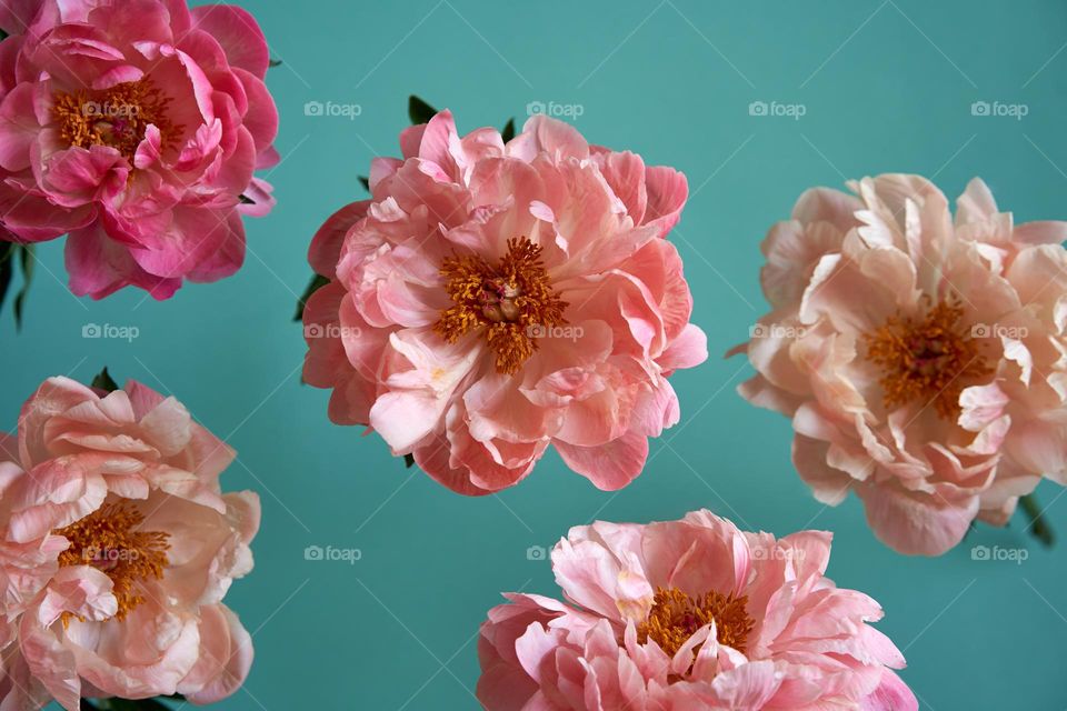 Coral peony flowers against the green background 