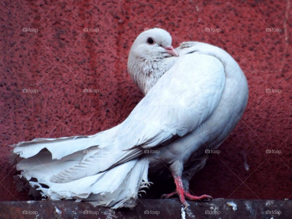 Pigeon against red background