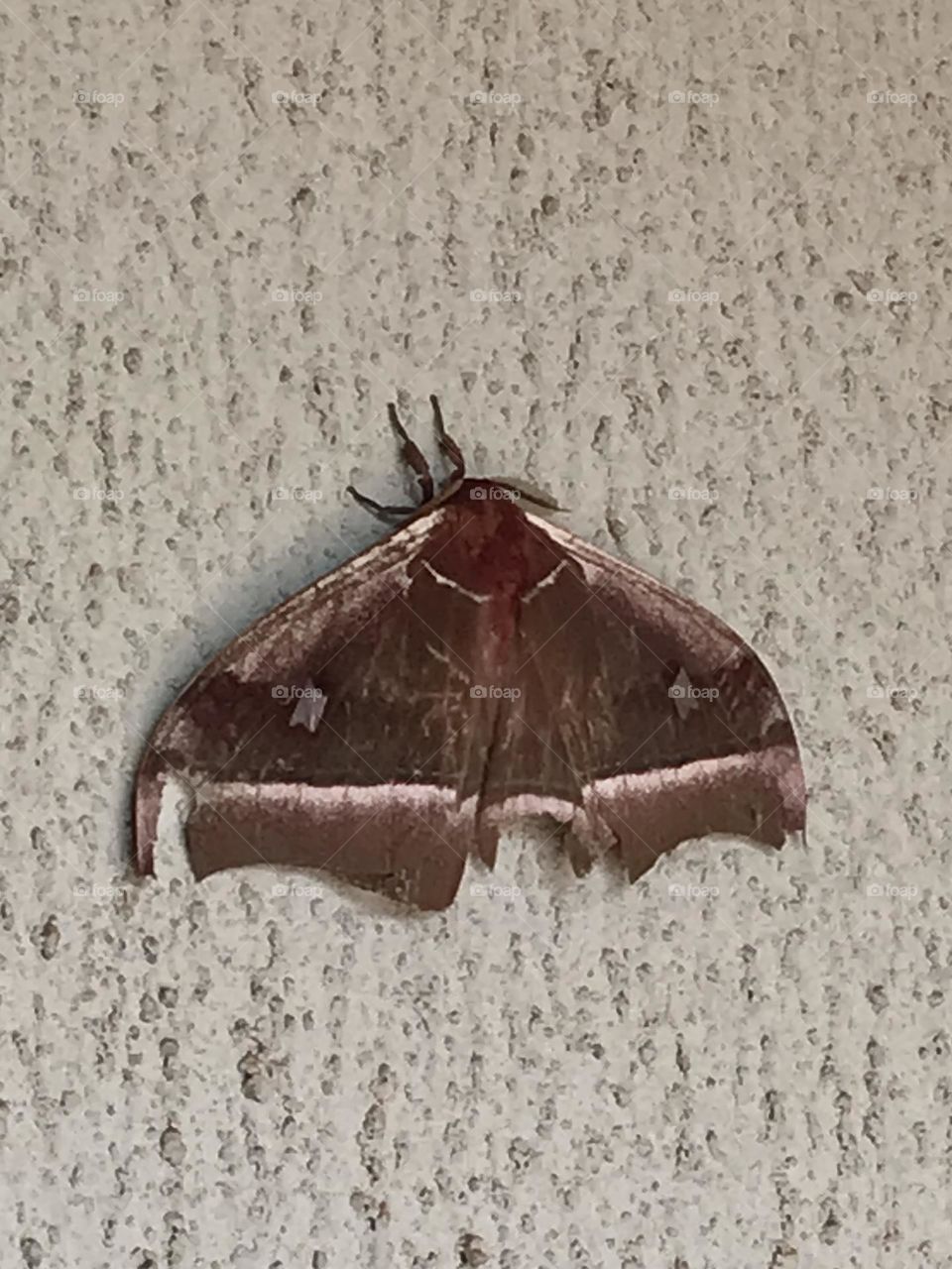A moth perched on a wall.