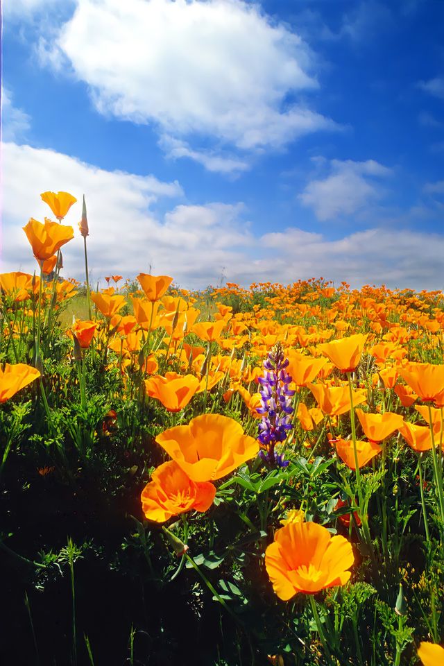 Field of California poppies.

Vivid orange blooms of a field of California poppies. Wildflowers in bloom.