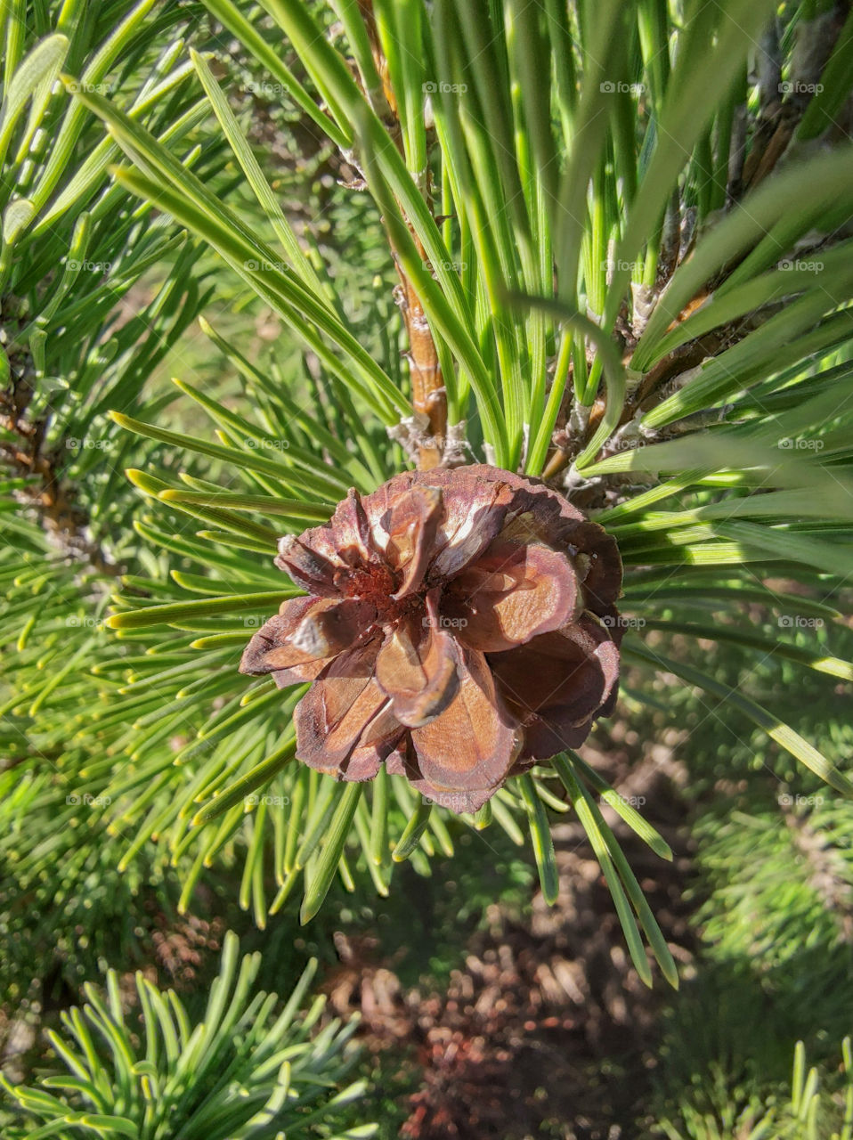 A fir cone on a green branch of a fir tree
