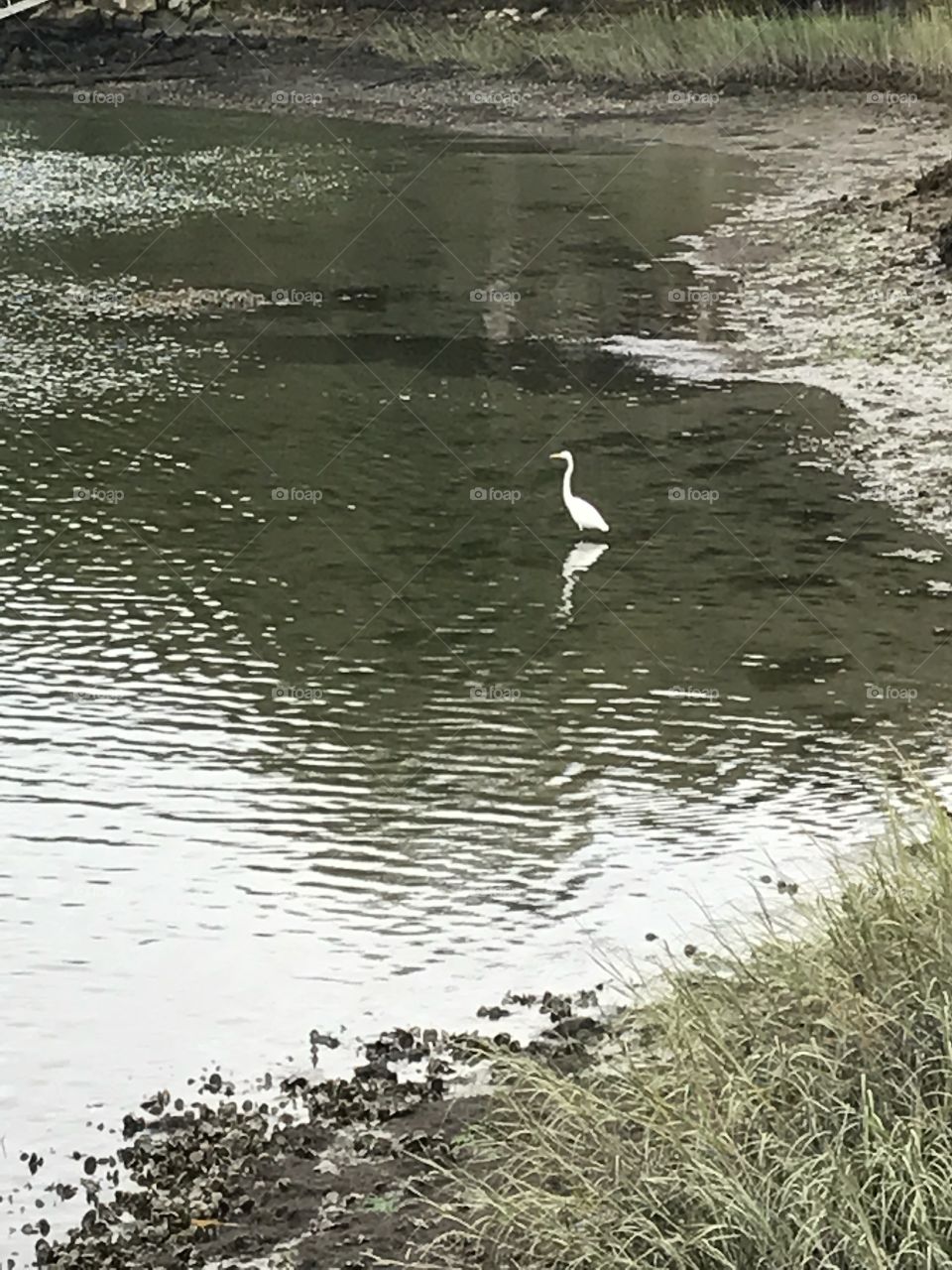 Crane in the still water 