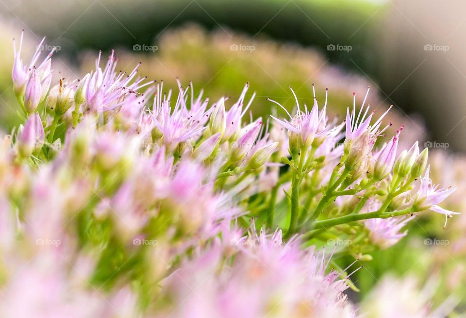 Spring flower petals , macro Photography.The petals are very small, real size 5mm