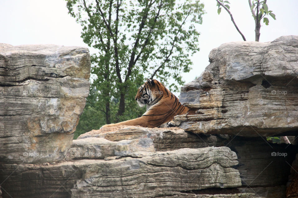 tiger between the rocks. A tiger overlooking the area hidden between the rocks at the wild animal zoo, china.