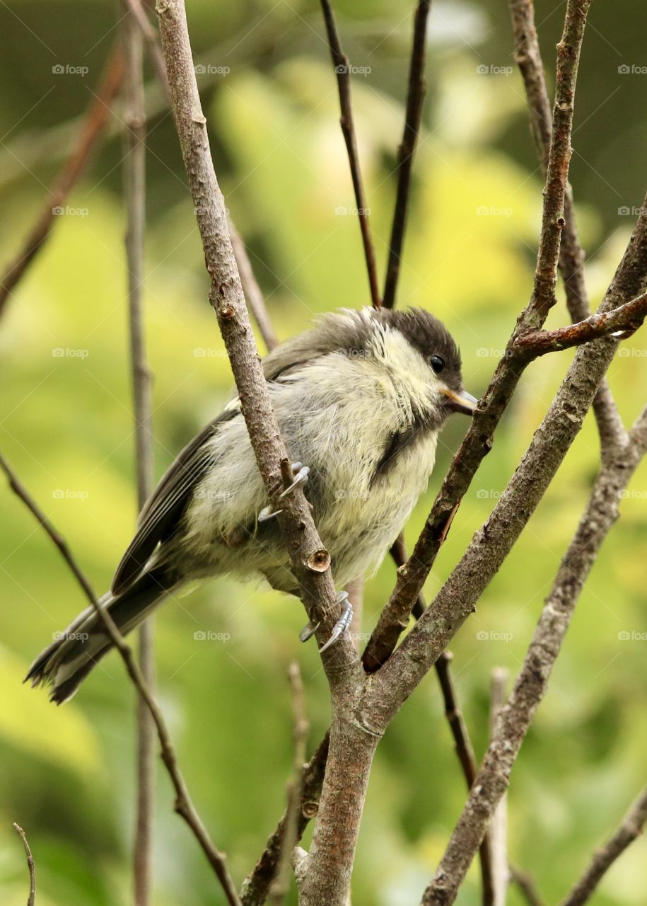 titmouse on a branch