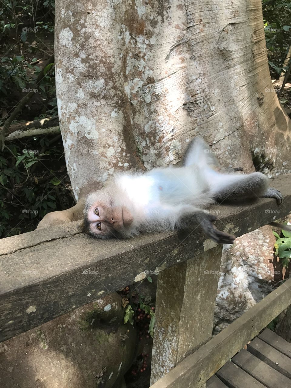 Monkey sleep