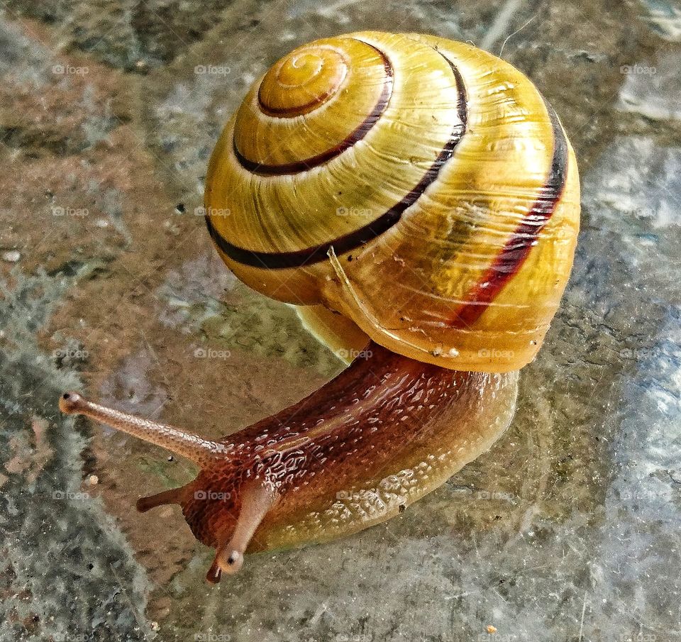 snail