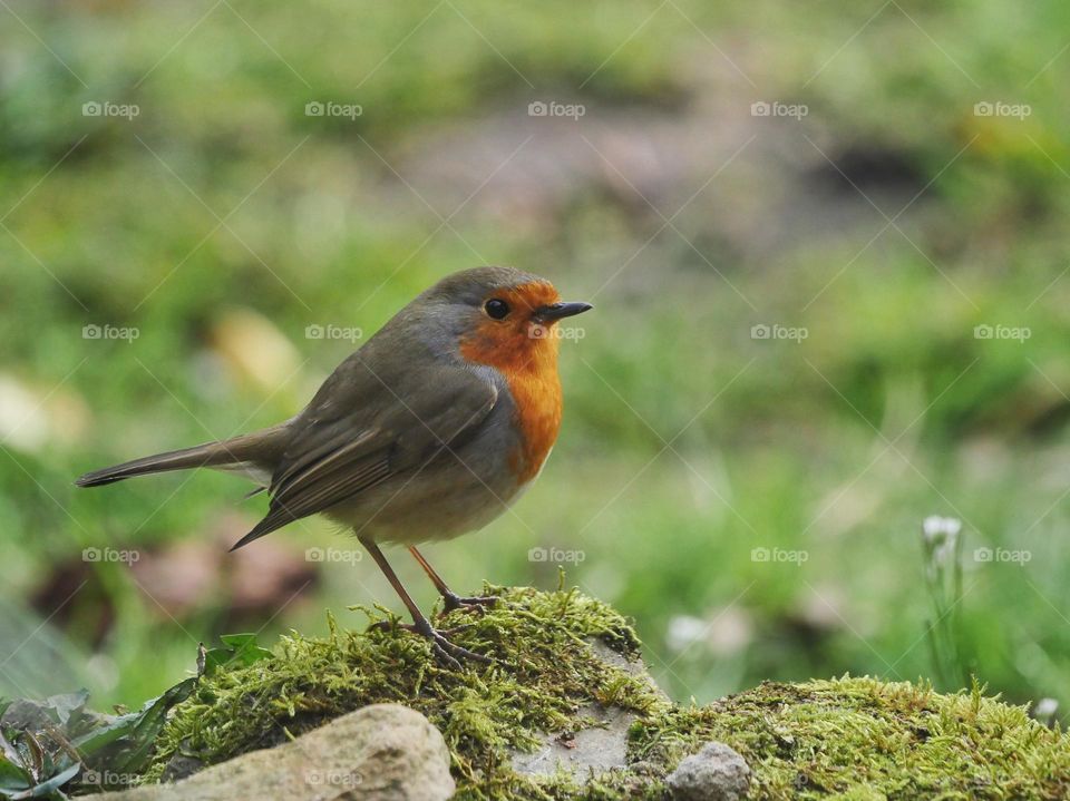 European red robin