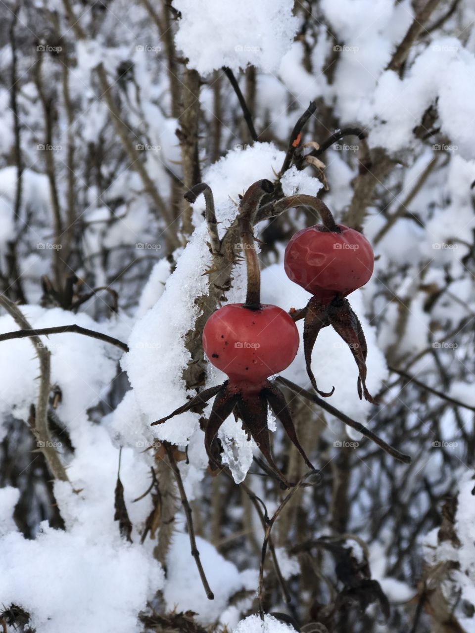 Winter, No Person, Tree, Snow, Frost