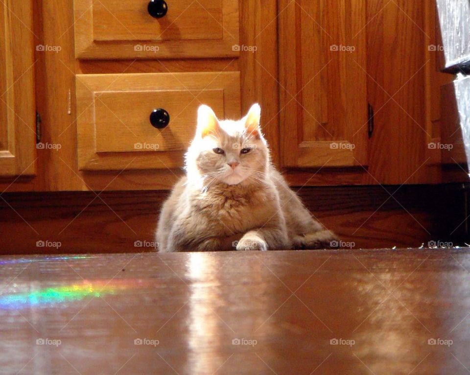 Yellow tabby cat, floor view of cat laying on kitchen floor looking at camera. Sunlight shining down onto cat with rainbow π in sunlight.