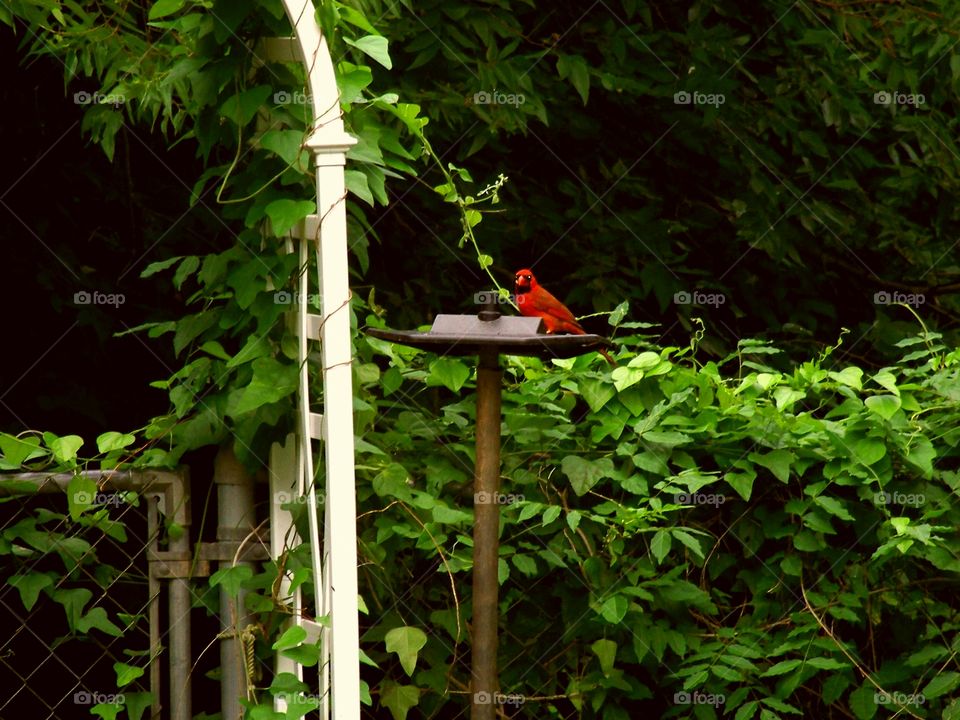RedCardinal.