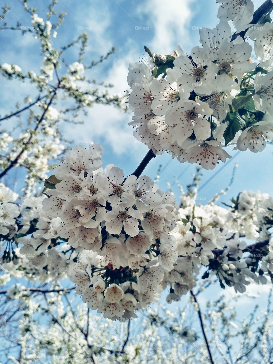 Spring flowers and sky