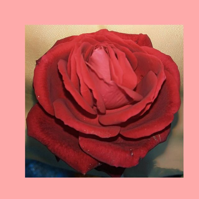 Lovely Rose
