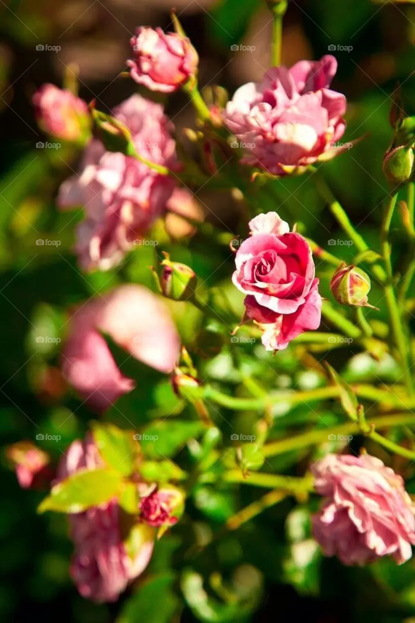 Roses