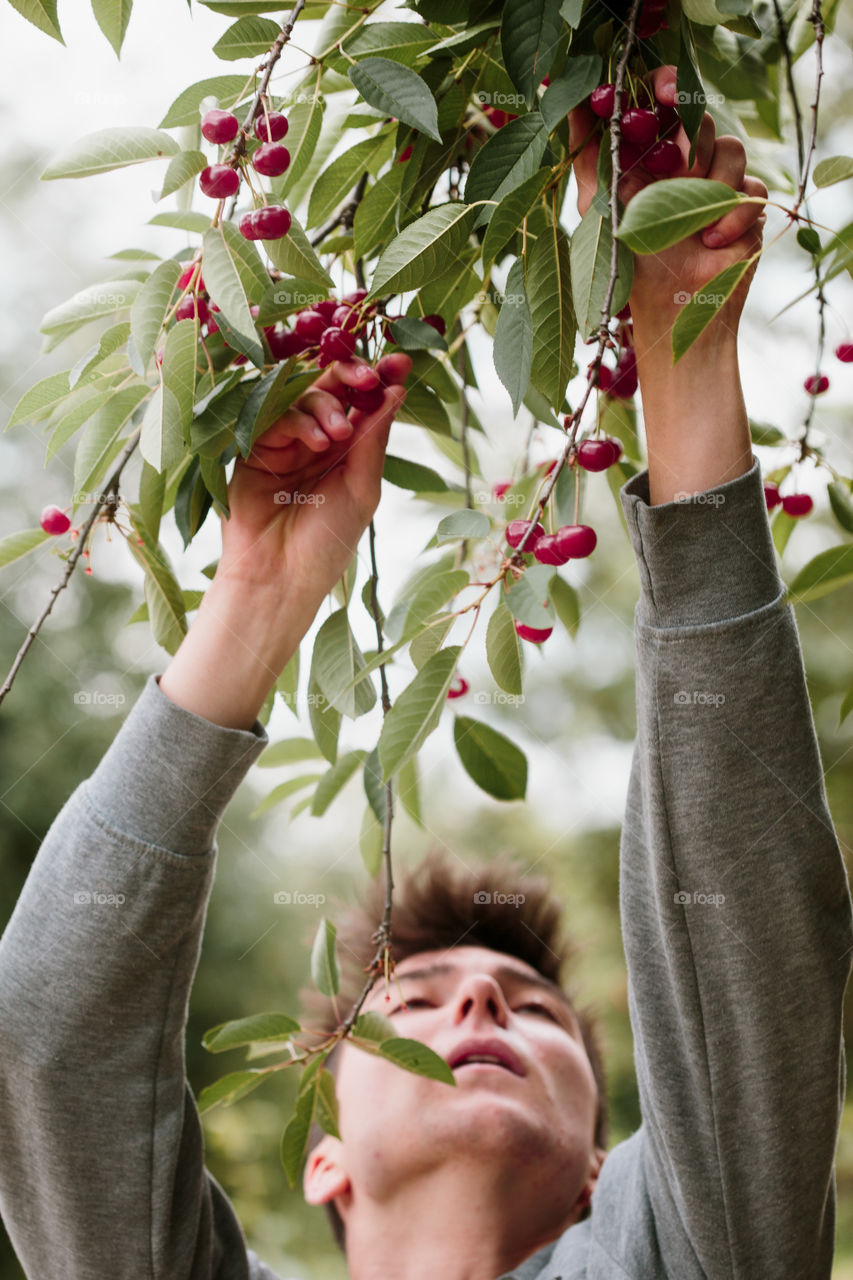 Young man picking cherry berries from tree