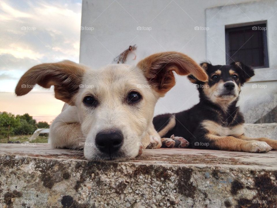 Puppy looking at camera