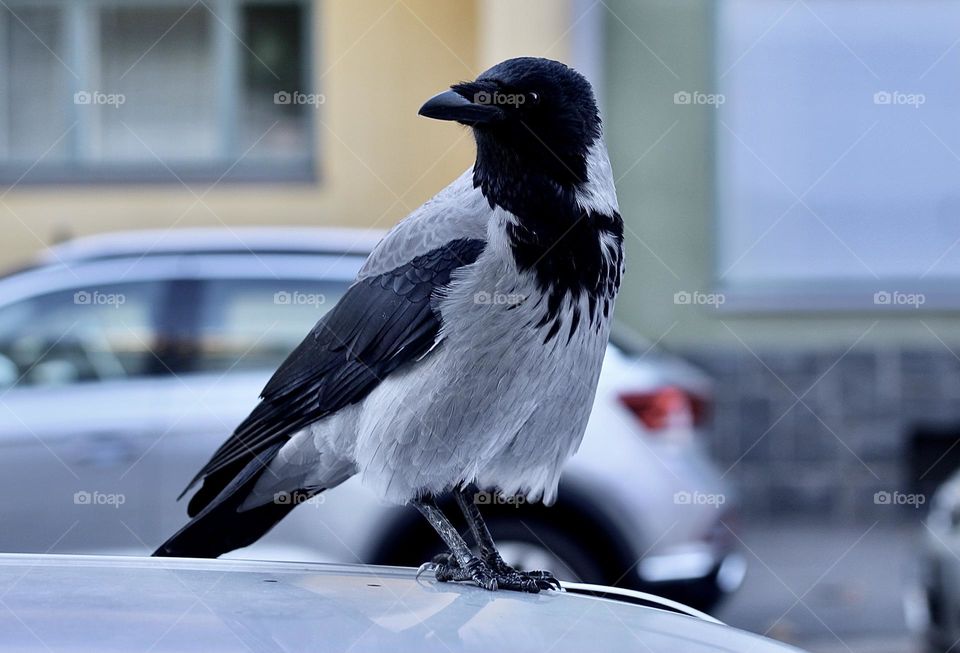 Crow on a car roof