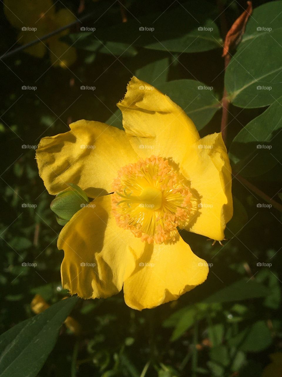 Yellow flower of millepertuis 