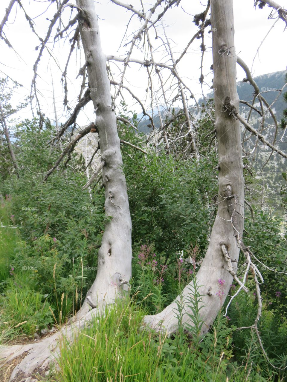 Mountain Orjen Montenegro dried tree trunks struck by lightning