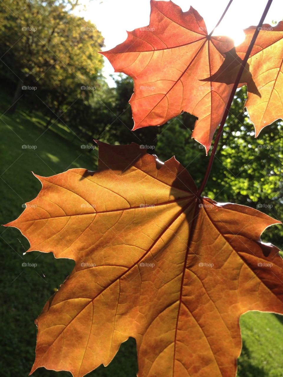 tree leaf autumn sunshine by carina71
