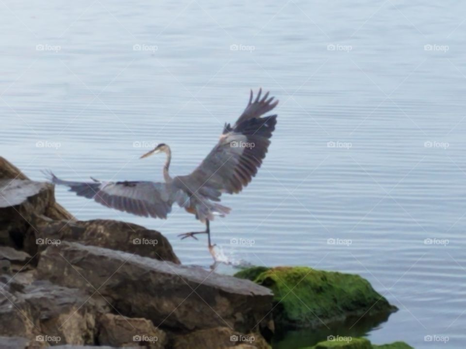 Blue Heron