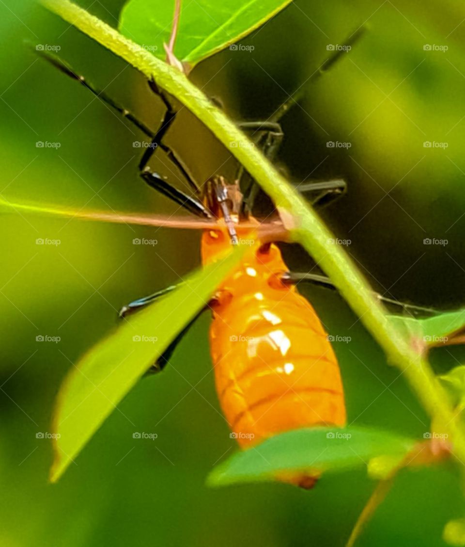 Phytophagous Bedbug: Feeds on plants.  Image shows the insect upside down.