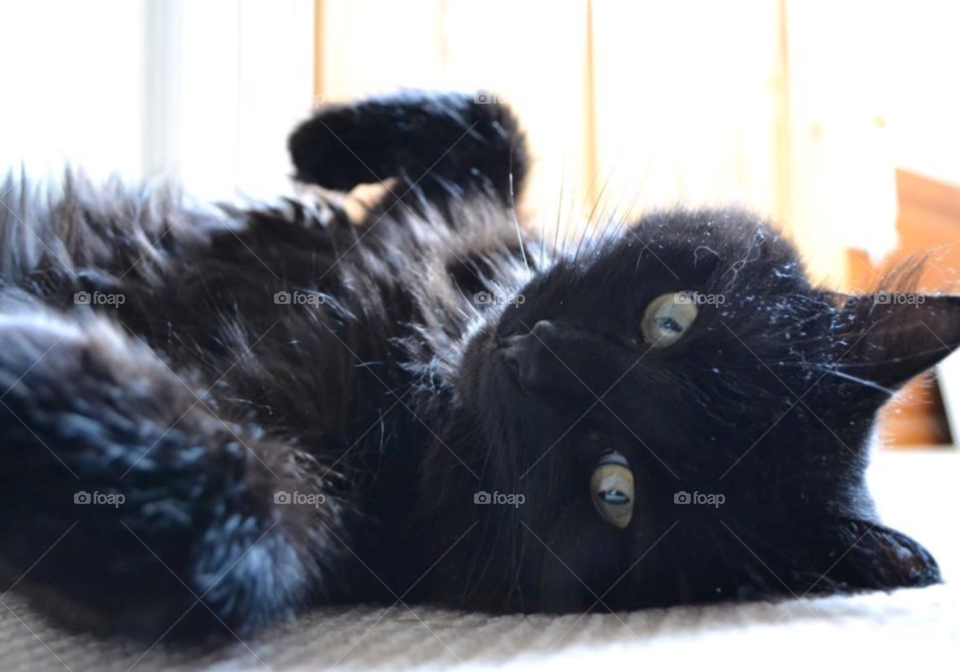 cat black cute fluffy relaxing chilled mission by hannahmarie24