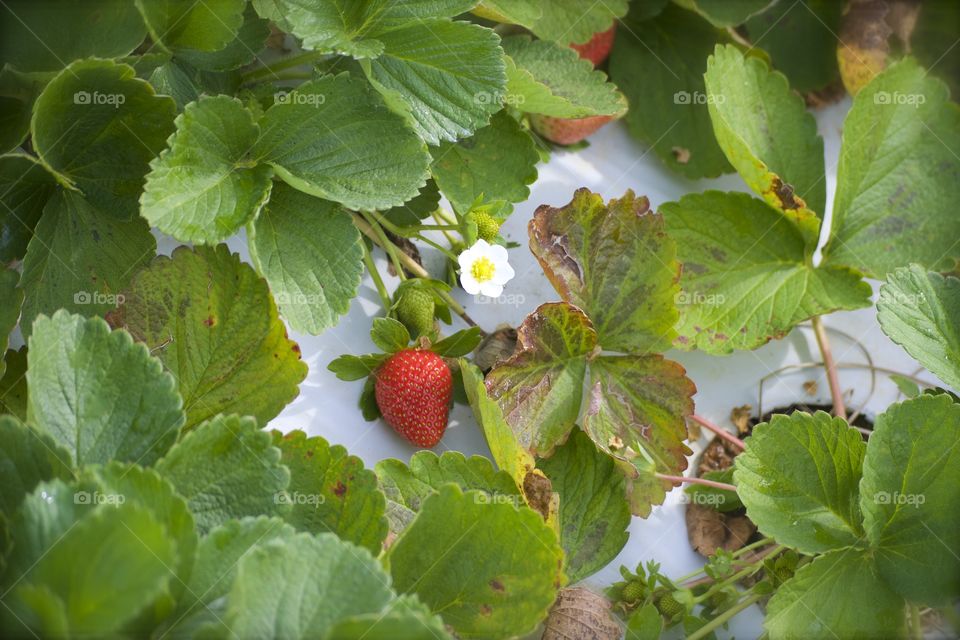 Strawberry Flower 
