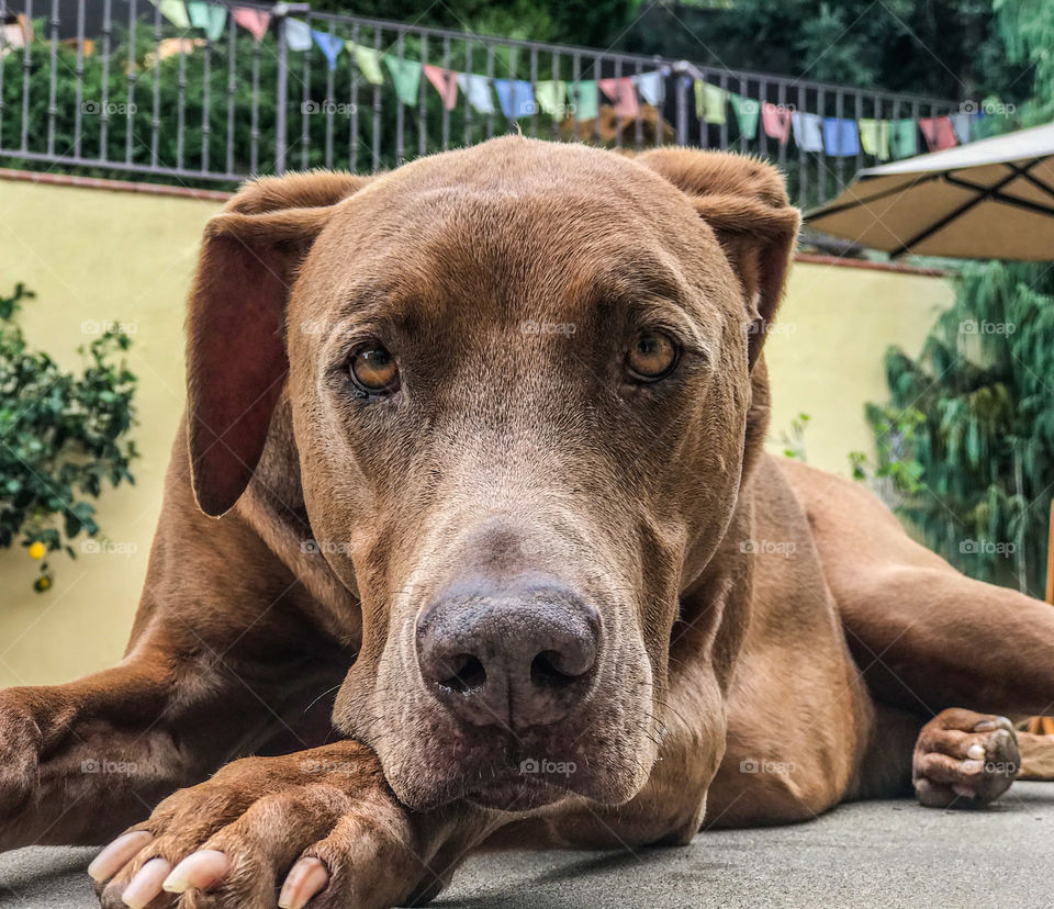Close up portrait of a large brown canine lying down outside under an umbrella 
