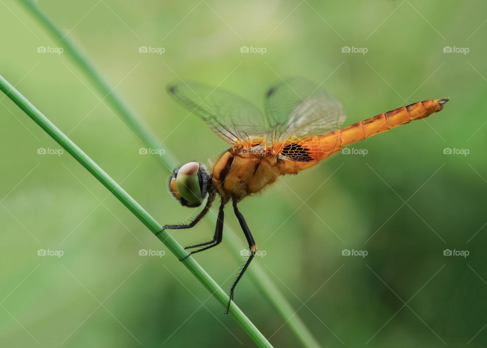Dragon Fly