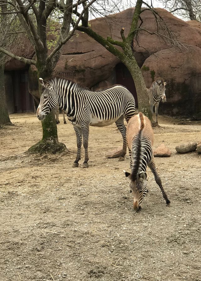 Stripes everywhere 