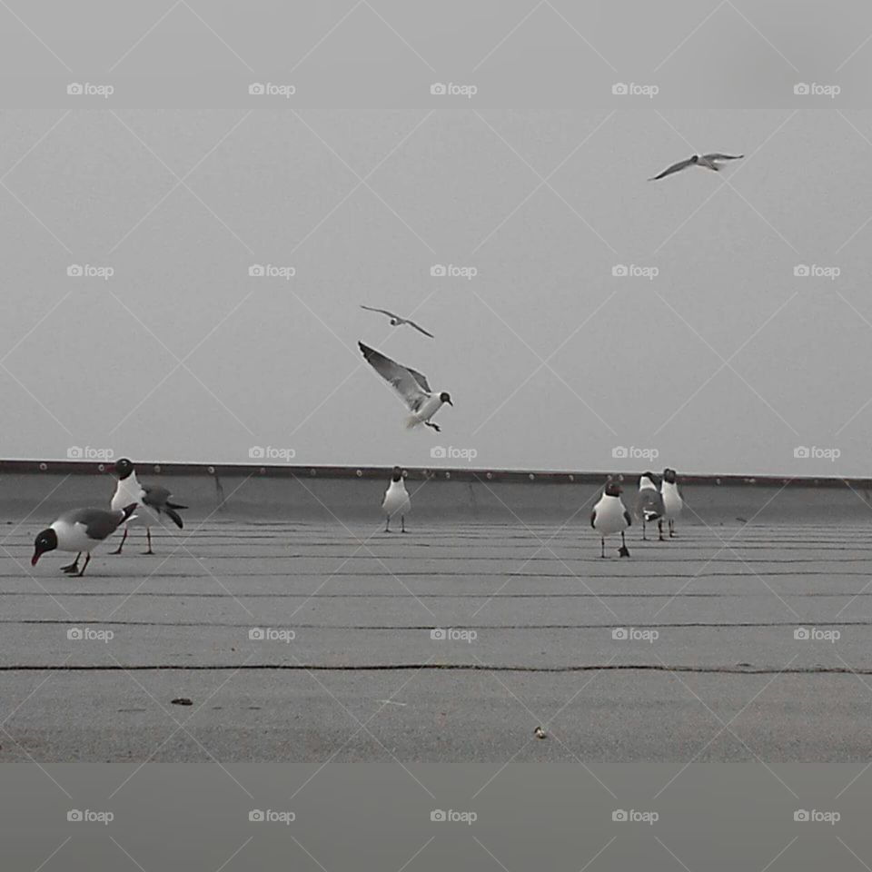 Seagulls day. Galveston Tx