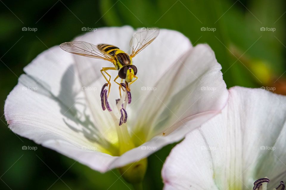 Wasp at the snowdrop flower