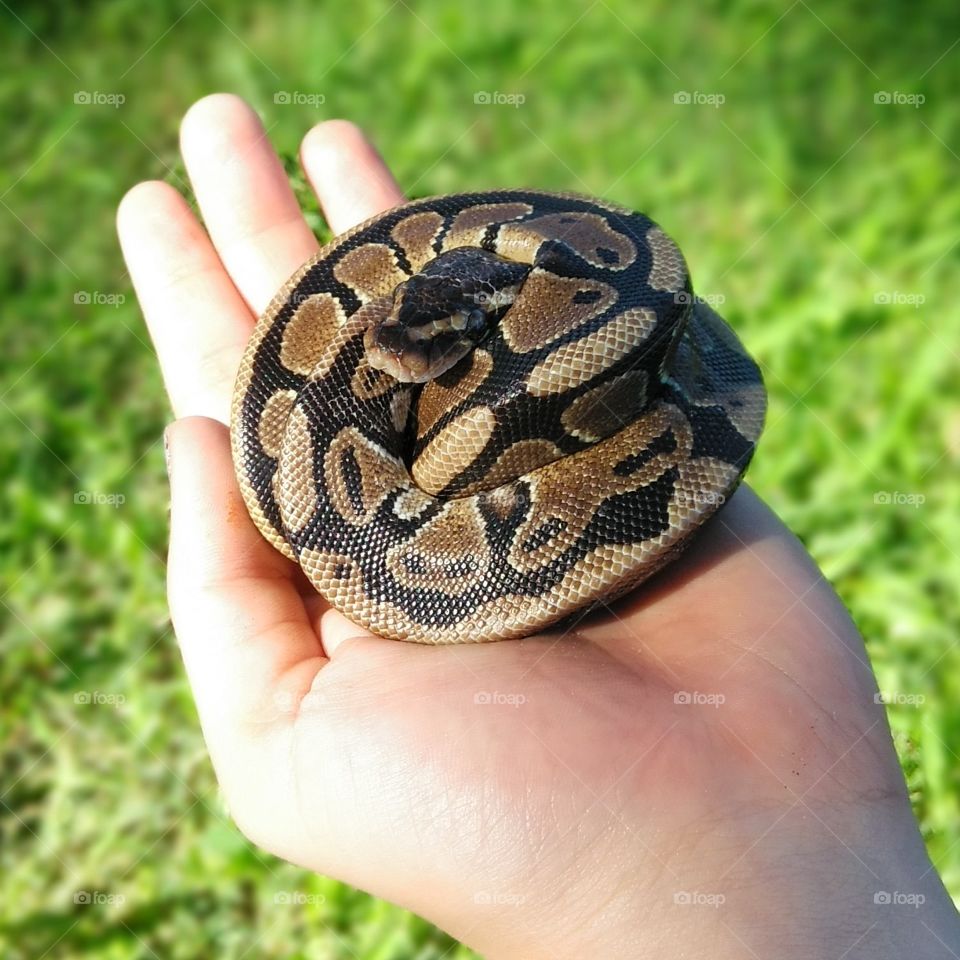 snake friend