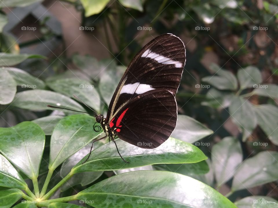 Butterfly on leaf