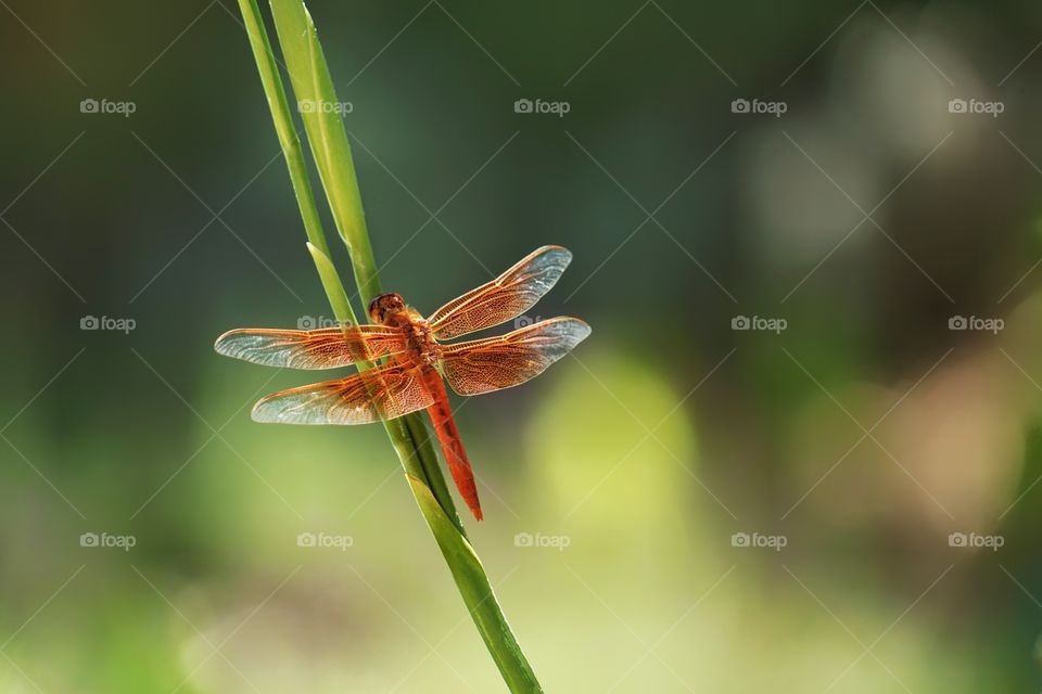 Dragonfly Perched On A Plant