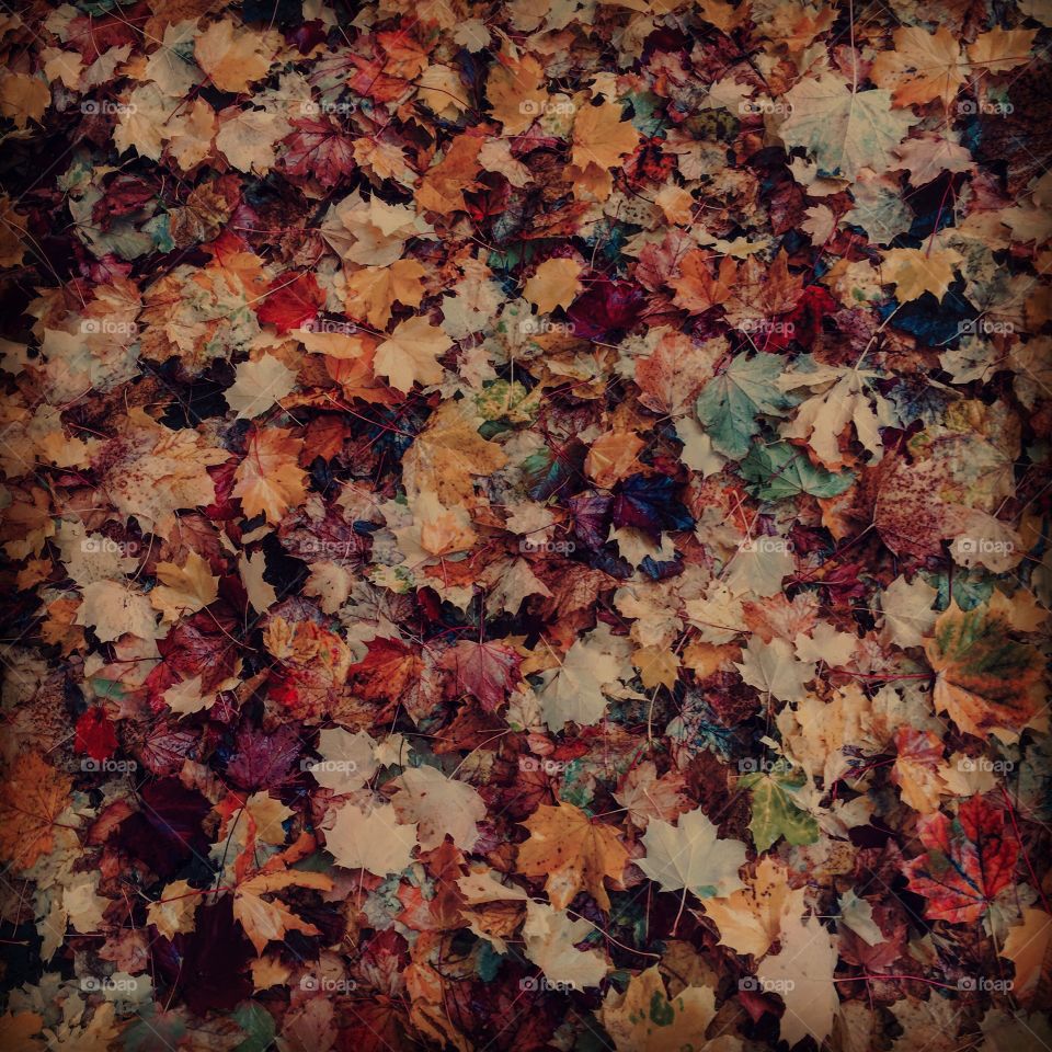 Autumn Leaves
