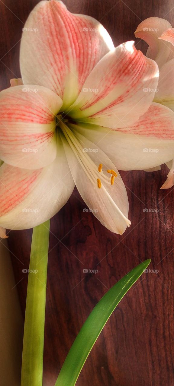 pink flower