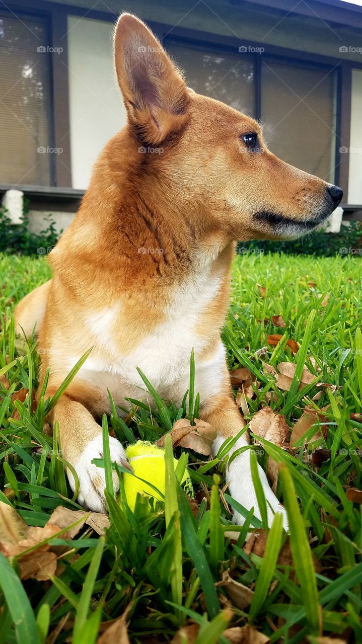 Bella Shiba Inu Sheltie mix