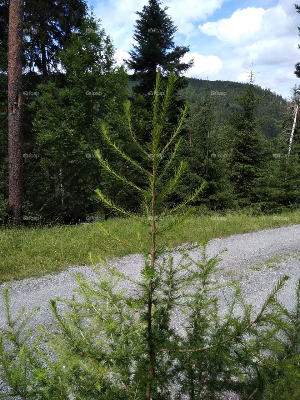 Bad Wildbad Schwarzwald