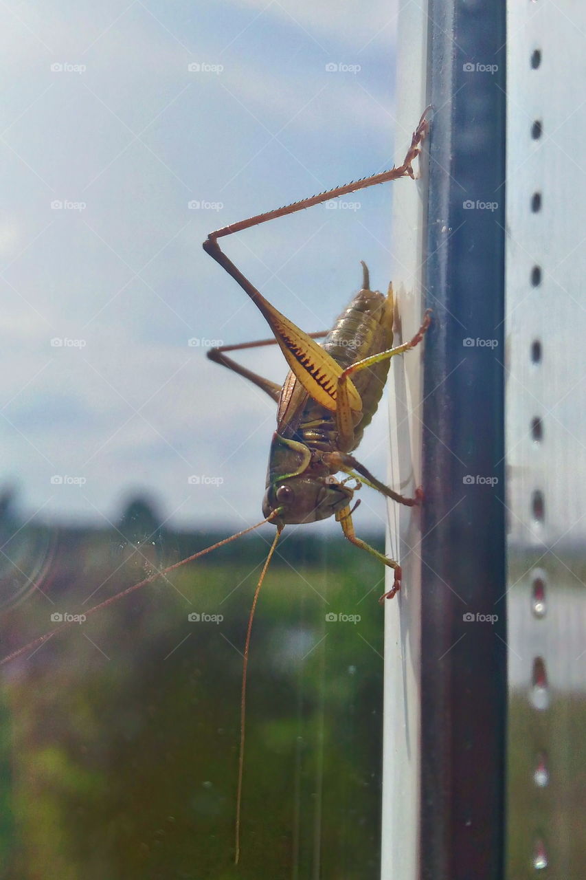 Grasshopper behind a window