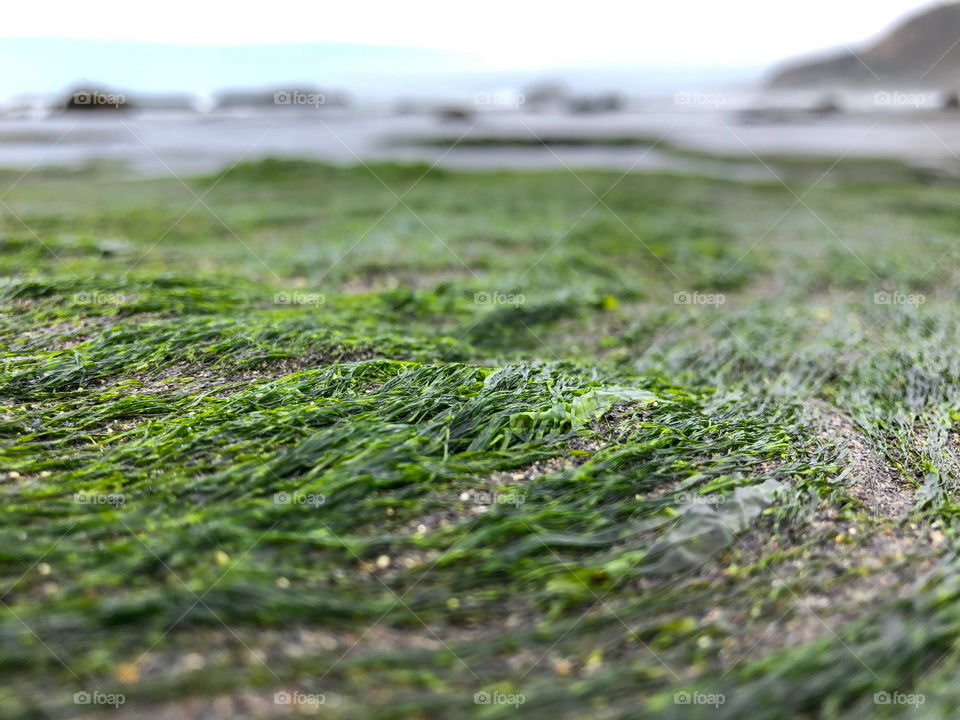 close up of seaweed in chilean beach