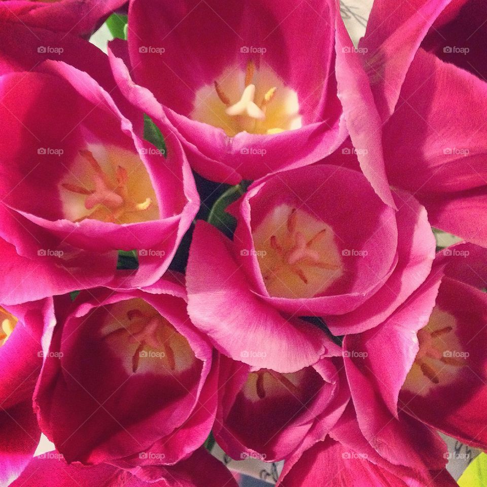 Directly above view of tulip flowers