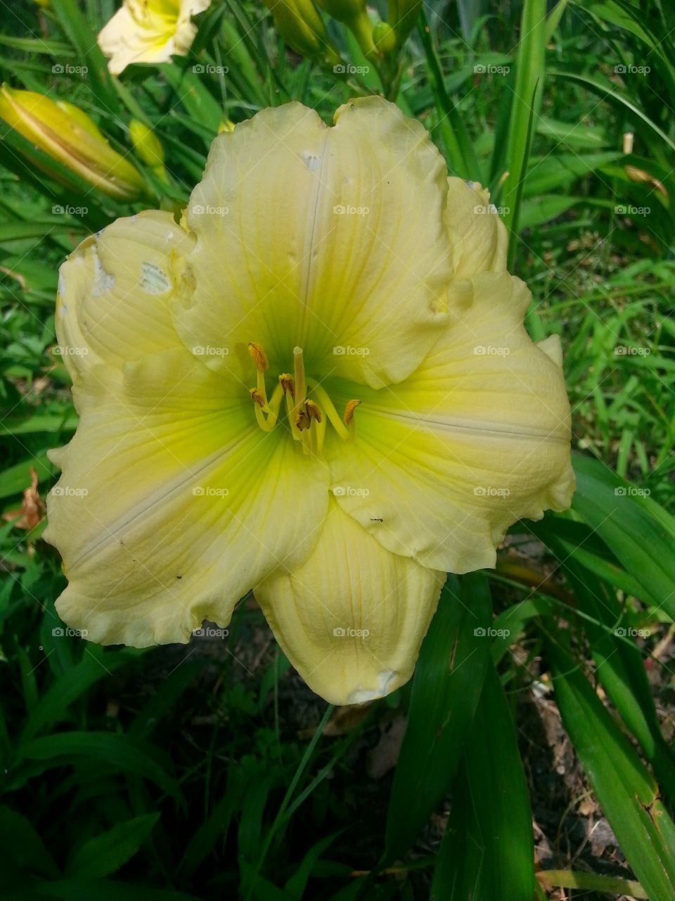 yellow lily