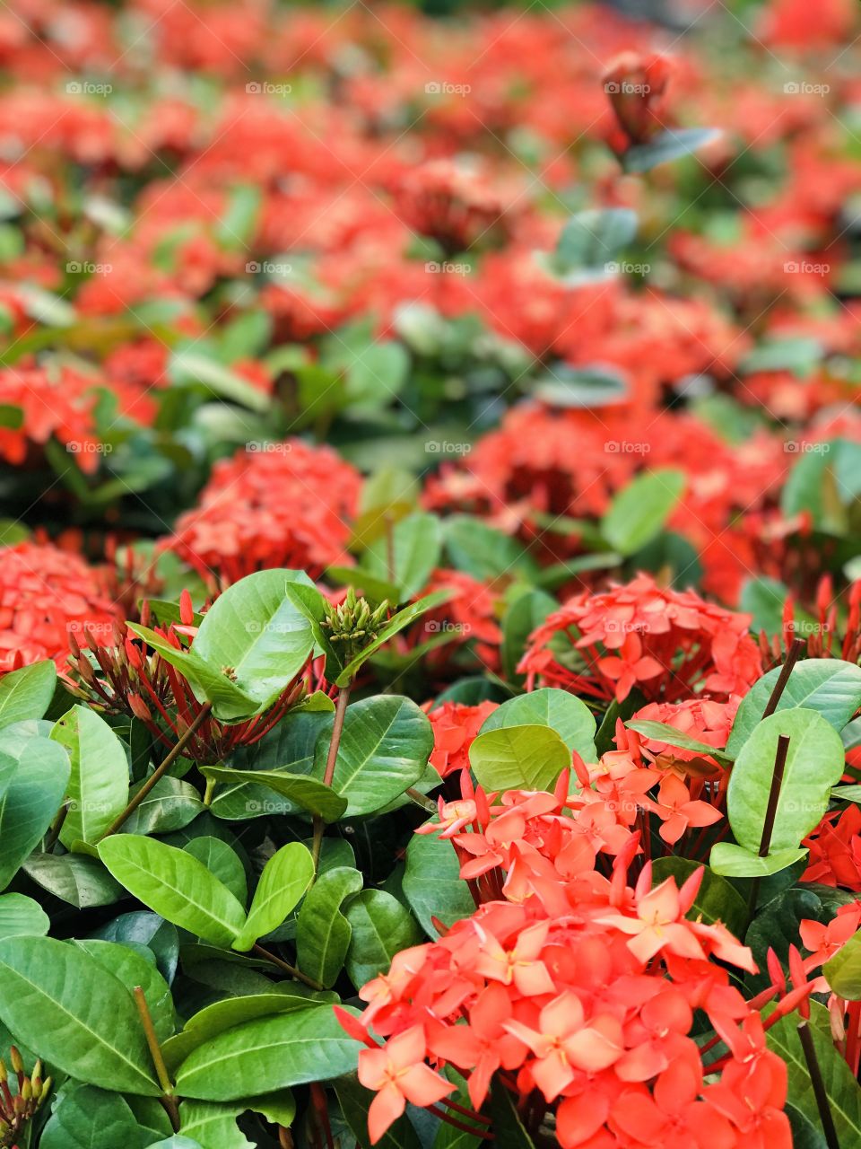 Red bunch flowers