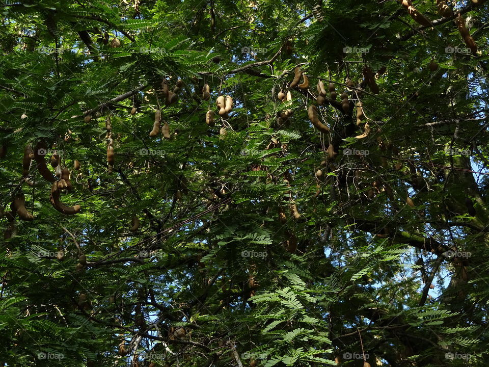 tamarindo