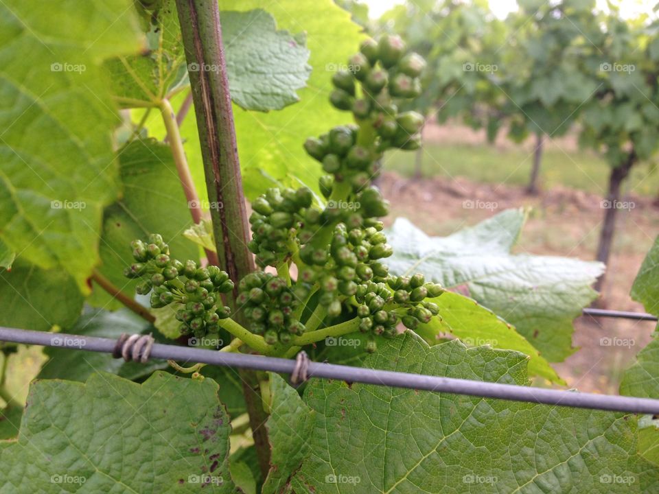 Vineyard winery grape vines growing 